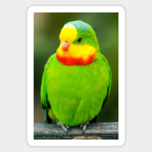 Superb Parrot Sticker